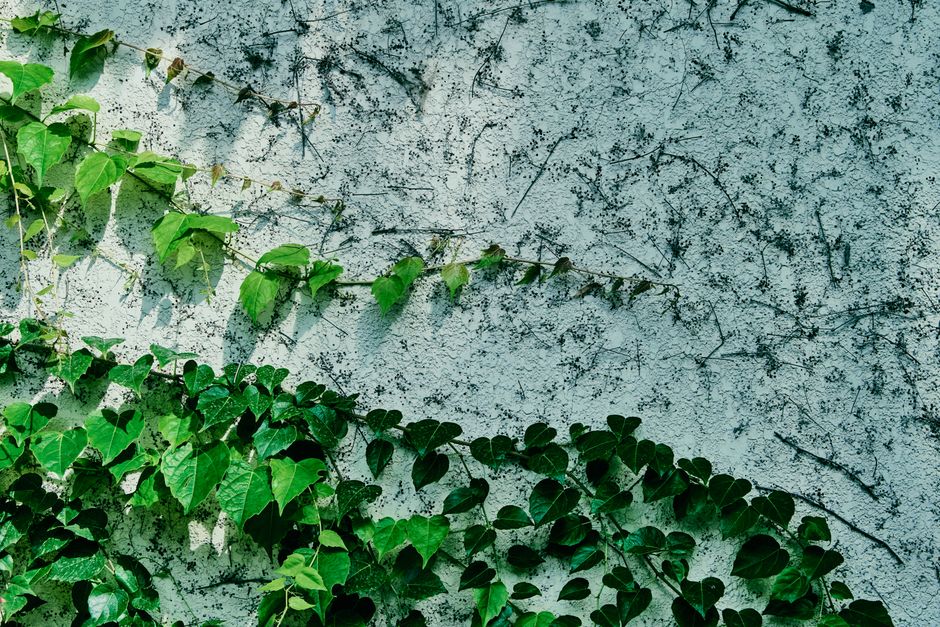 Groene wandklimop kunstplanten op moderne woonkamerwand. Groene wandklimop kunstplanten op moderne woonkamerwand.