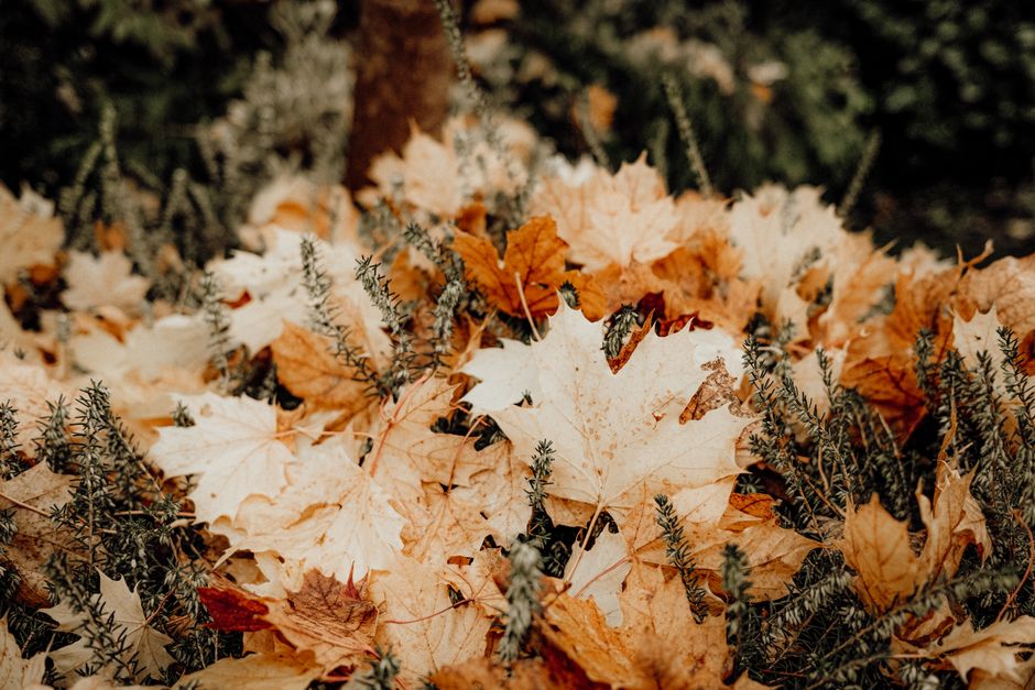 Groep bomen met vallend herfstblad en schaduw. Groep bomen met vallend herfstblad en schaduw.