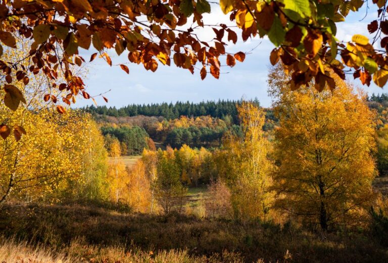 Bomen planten voor herfstschaduw: goed voorbereid zijn loont