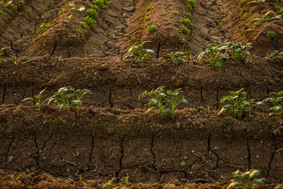 Boeren verspreiden humus op akkerland in zomer. Boeren verspreiden humus op akkerland in zomer.