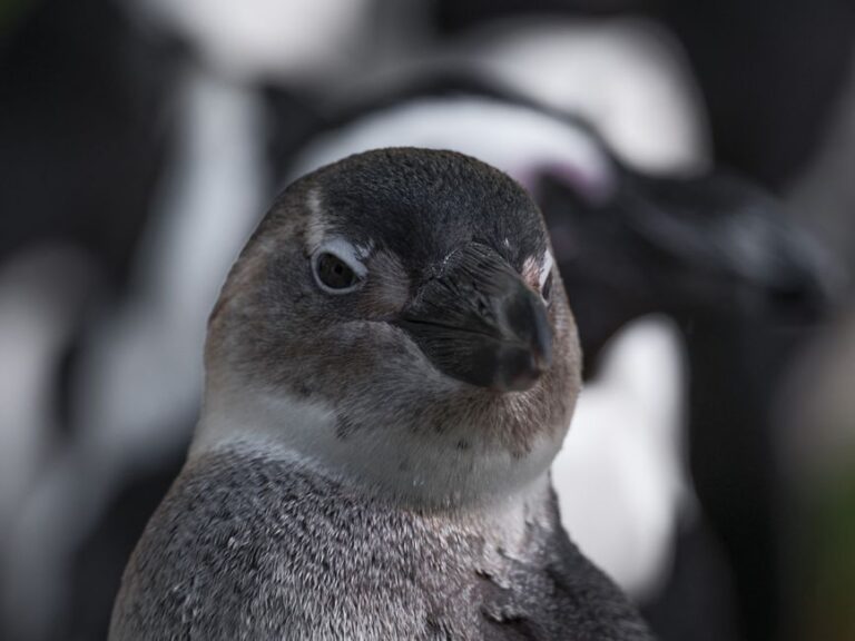 Inspiratie voor pinguïnschilderijen: wintervoorbereidingen voor kinderkamers