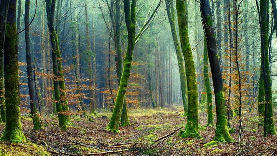 Boslandschap schilderij met kleurrijke herfstbladeren.
